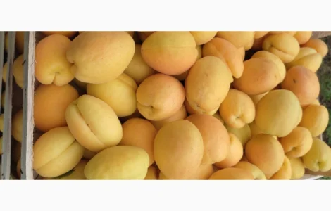 Продам абрикосы из Молдовы