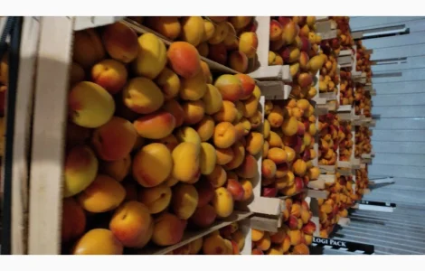 Продам молдавский абрикос отличного качества