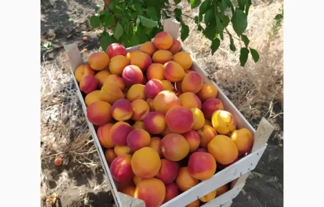 Абрикос из солнечной Малдовы