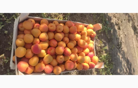 Продам качественный сладкий абрикос