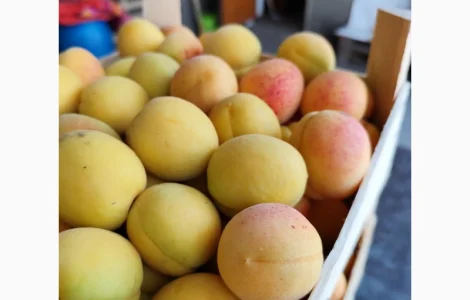 Продам абрикосы из солнечной Молдавии