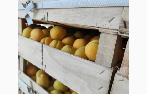 Продам абрикосы отличного качества