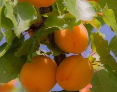 Куплю абрикос на заморозку в великих об‘ємах