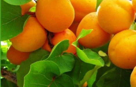 Куплю оптом абрикос від 1 тони