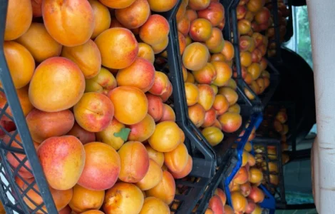 Продам абрикосу