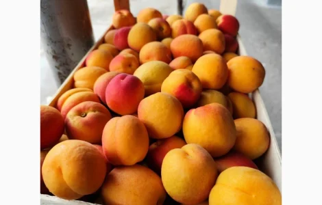 Продам молдавские абрикосы
