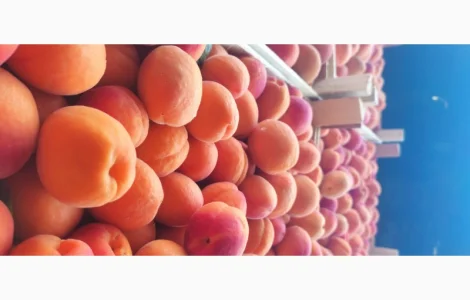 Продам молдавский качественный абрикос