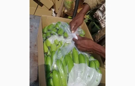 Продажа бананов от поставщика – 20 тонн в наличии