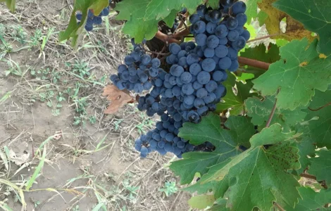 Продам винопродукт Мерло