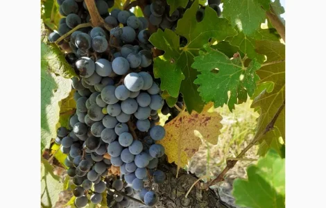 Предлагаю Виноградный сырец Мерло