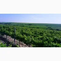 Продам Сухой Красный Вино-Продукт Каберне