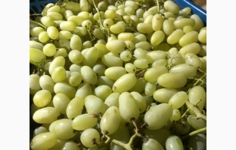 Продам виноград оптом