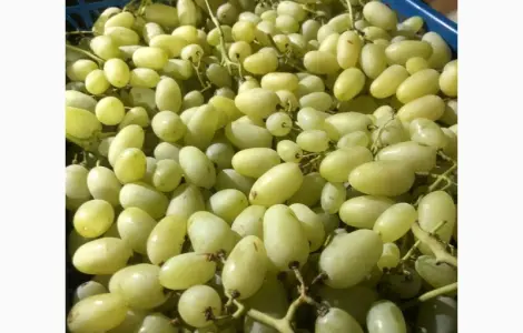 Виноград оптом на продажу
