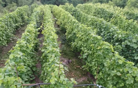 Продам виноград Молдова