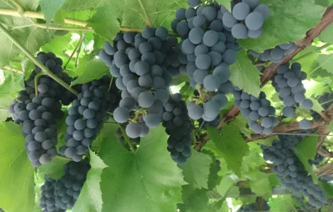 Технический виноград