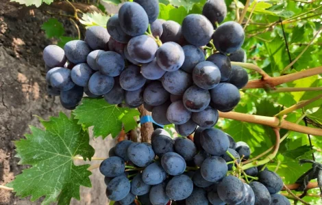 Продам черенки винограду