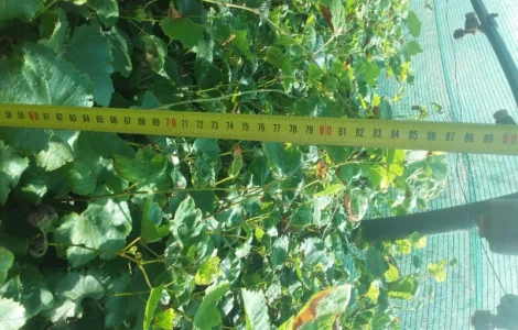 Продається виноград технічний сорту Первісток Магарача