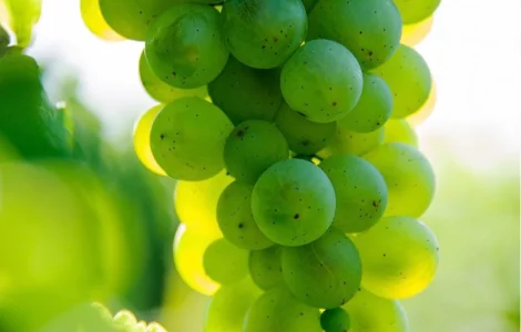 Виноград Технический