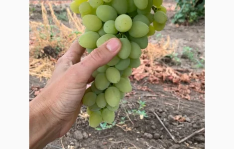 Виноград столовый