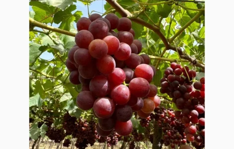 Виноград Єгипет