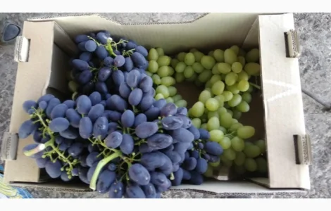 Продам Столовый виноград разных сортов