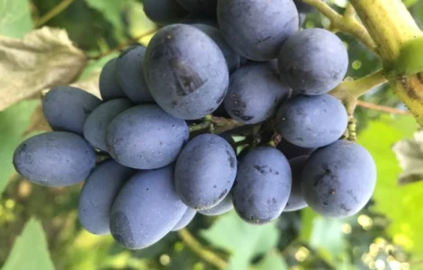 Куплю оптом від 250кг до 5 тонн виноградд технічних сортів