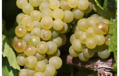 Продам виноград