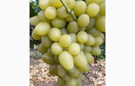 Продам столовые сорта винограда