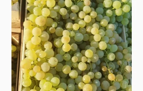 Виноград молдова и суручанский