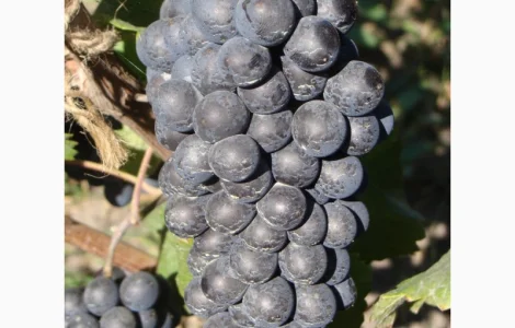 Продажа саженцев технических(винных) сортов винограда в г.Сумы