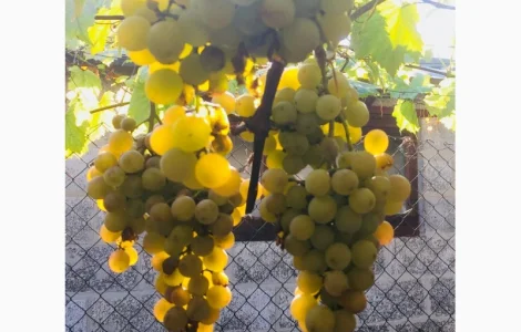 Продам саженцы столовых сортов винограда, районированных в г.Сумы