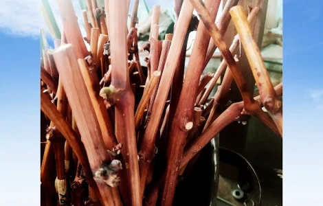 Черенки винограду