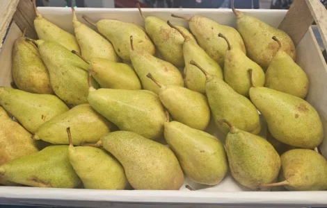 Груша сорту Ксенія (Ноябрська)