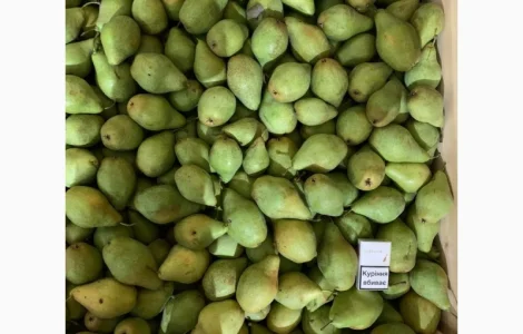 Продам Грушу Ноябрську (Листопадову)