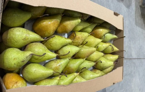 Продам Грушу