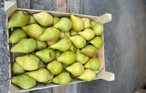 Продам грушу Ноябрська 2 ґатунок