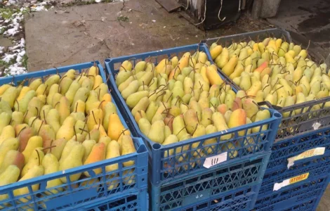 Продам грушу, Талгарська Красуня, з холодильника, до 2х тонн