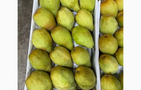 Продам грушу Ноябирська