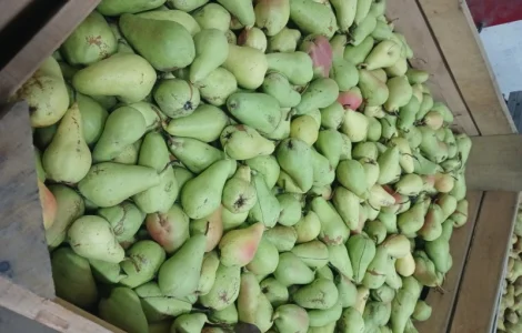 Продам грушу