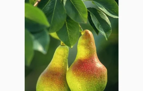 Фабрика з заморозки купить грушу свіжу для переробки