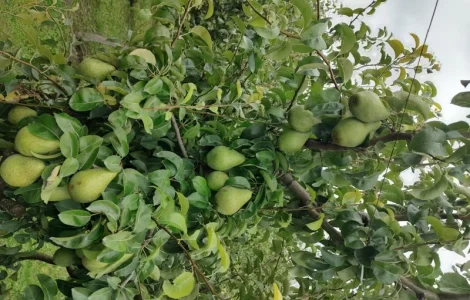 Продам груші