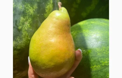 Фермерське господарство продасть груші опт різних сортів