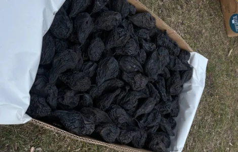 Продам груші сушені, сорт Ноябирська