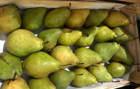Продам грушу Нояберська