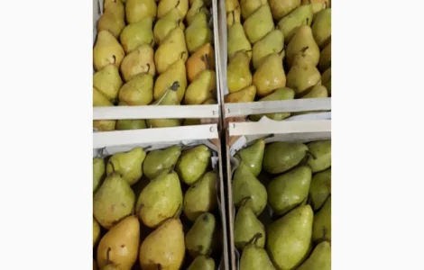 Продам груші сортів Бера "Ноябрська" Вільямс Конференція урожай 2023