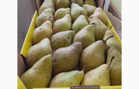 Продам груші сортів Бера "Ноябрська" Вільямс Конференція урожай 2025