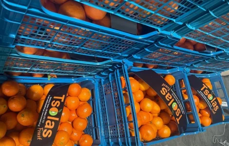 Продам Мандарины опт 36грн кг от 5 тонн