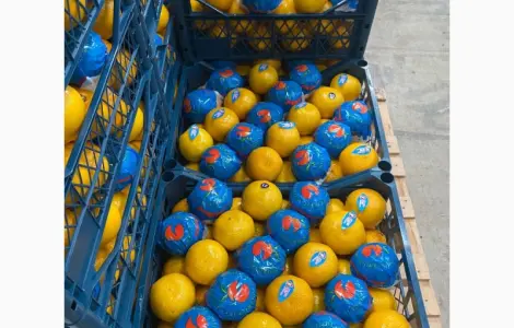 Оптова продаж мандаринів та цитрусових з Туреччини