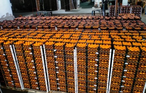 Мандарин Муркотт Єгипет