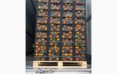 Мандарины - свежие и вкусные из Испании